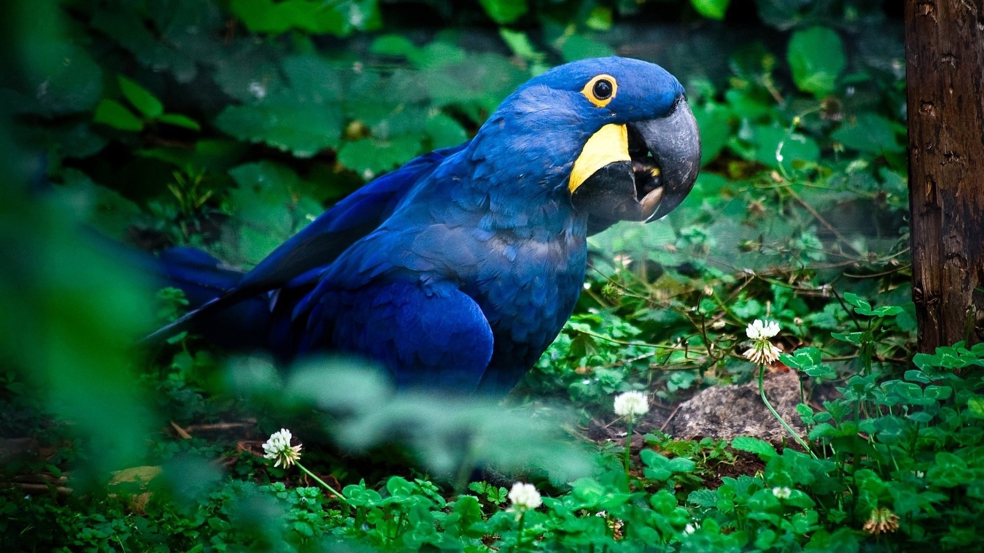 Hyacinth Macaw